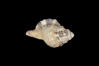 藏品(黑斑象法螺)的圖片